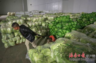 组图直击 海口迎战冷空气 储备蔬菜保供应