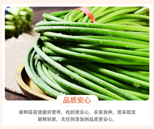 新蒜苔蒜薹蒜苗蒜毫蒜台 河南山东新鲜蔬菜批发指南