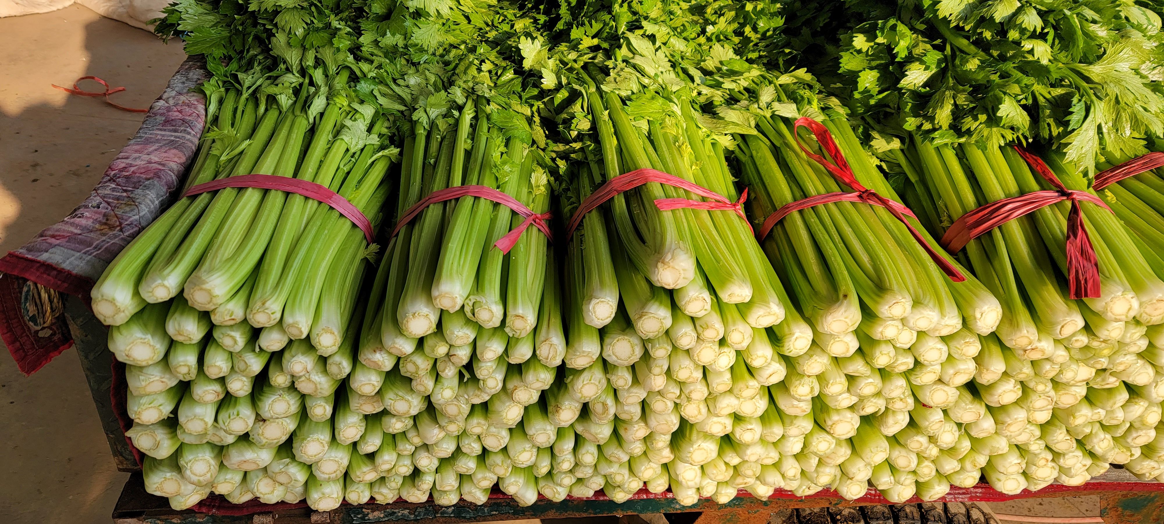 芹菜批发市场动态 高品质新鲜蔬菜的供需解析