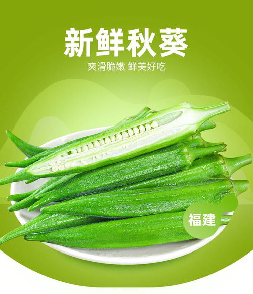新鲜现摘秋葵 5斤当季黄秋葵的批发与美食魅力