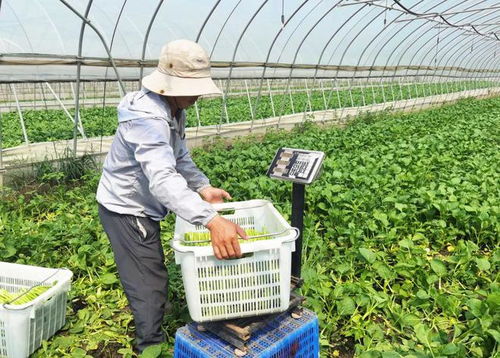 夏季地产蔬菜稳保供，保障市民餐桌“鲜”味不断档
